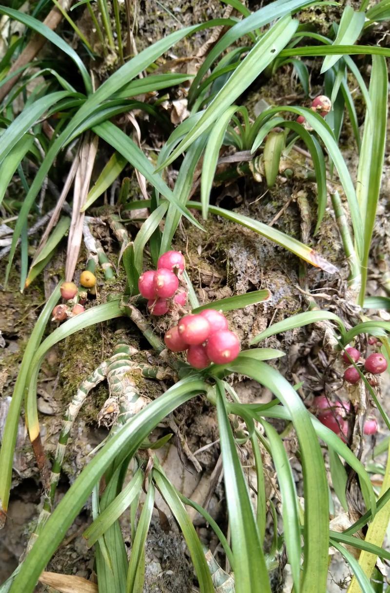 吉祥草的功效与作用，吉祥草的功效与作用怎么吃？-第1张图片-优品飞百科