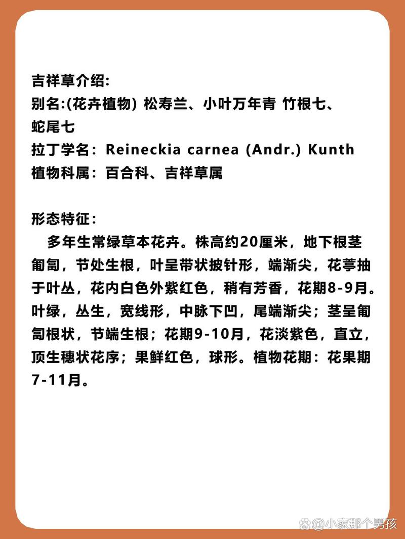 吉祥草的功效与作用，吉祥草的功效与作用怎么吃？-第2张图片-优品飞百科