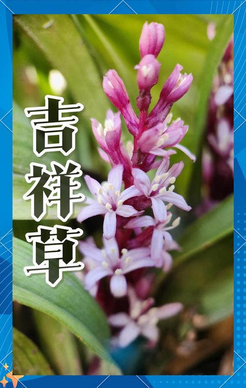 吉祥草的功效与作用，吉祥草的功效与作用怎么吃？-第3张图片-优品飞百科