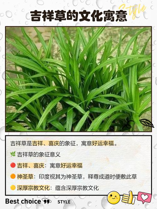 吉祥草的功效与作用，吉祥草的功效与作用怎么吃？-第5张图片-优品飞百科