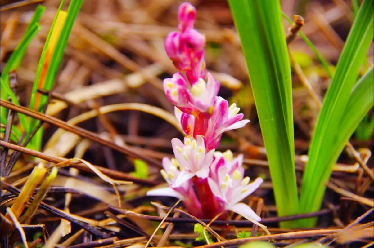 吉祥草的功效与作用，吉祥草的功效与作用怎么吃？-第4张图片-优品飞百科