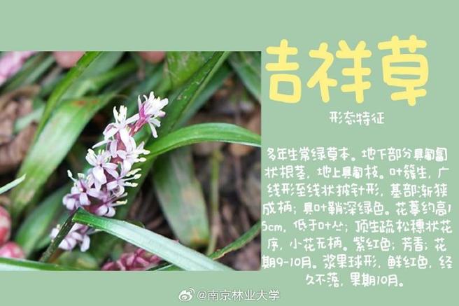 吉祥草的功效与作用，吉祥草的功效与作用怎么吃？-第6张图片-优品飞百科