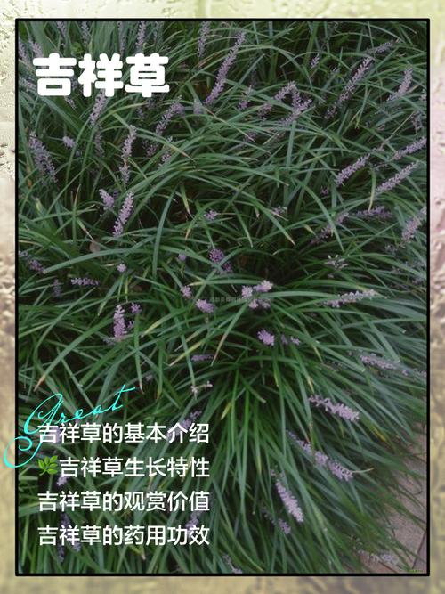 吉祥草的功效与作用，吉祥草的功效与作用怎么吃？-第7张图片-优品飞百科