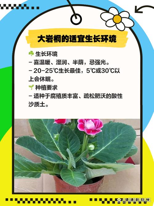 大岩桐有什么作用,大岩桐的药用价值-第1张图片-优品飞百科 大岩桐有什么作用,大岩桐的药用价值-第1张图片-优品飞百科