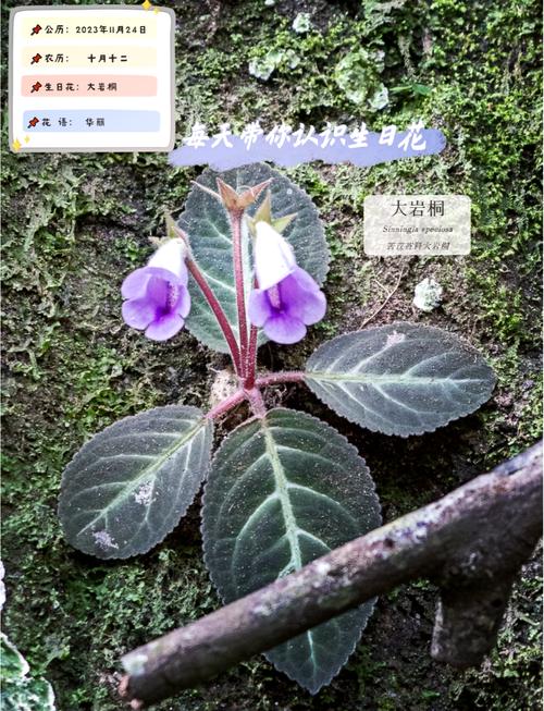 大岩桐有什么作用,大岩桐的药用价值-第2张图片-优品飞百科 大岩桐有什么作用,大岩桐的药用价值-第2张图片-优品飞百科