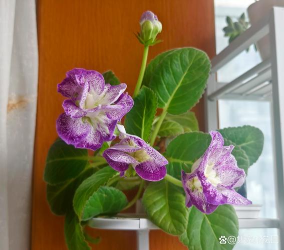 大岩桐有什么作用,大岩桐的药用价值-第4张图片-优品飞百科 大岩桐有什么作用,大岩桐的药用价值-第4张图片-优品飞百科