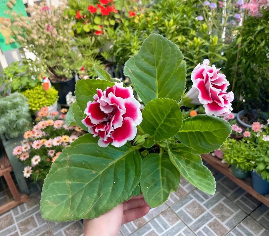 大岩桐有什么作用,大岩桐的药用价值-第6张图片-优品飞百科 大岩桐有什么作用,大岩桐的药用价值-第6张图片-优品飞百科