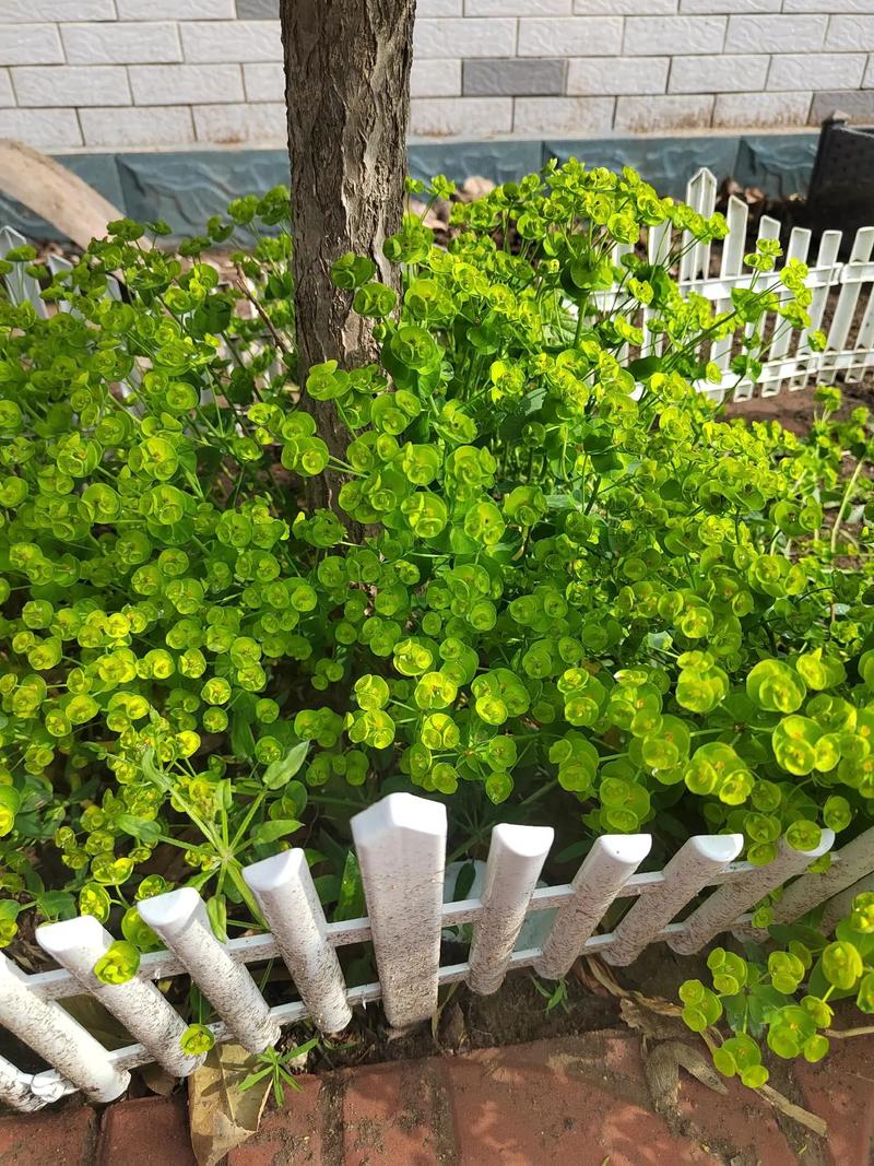 泽漆的功效与作用？泽漆的功效与作用图片？