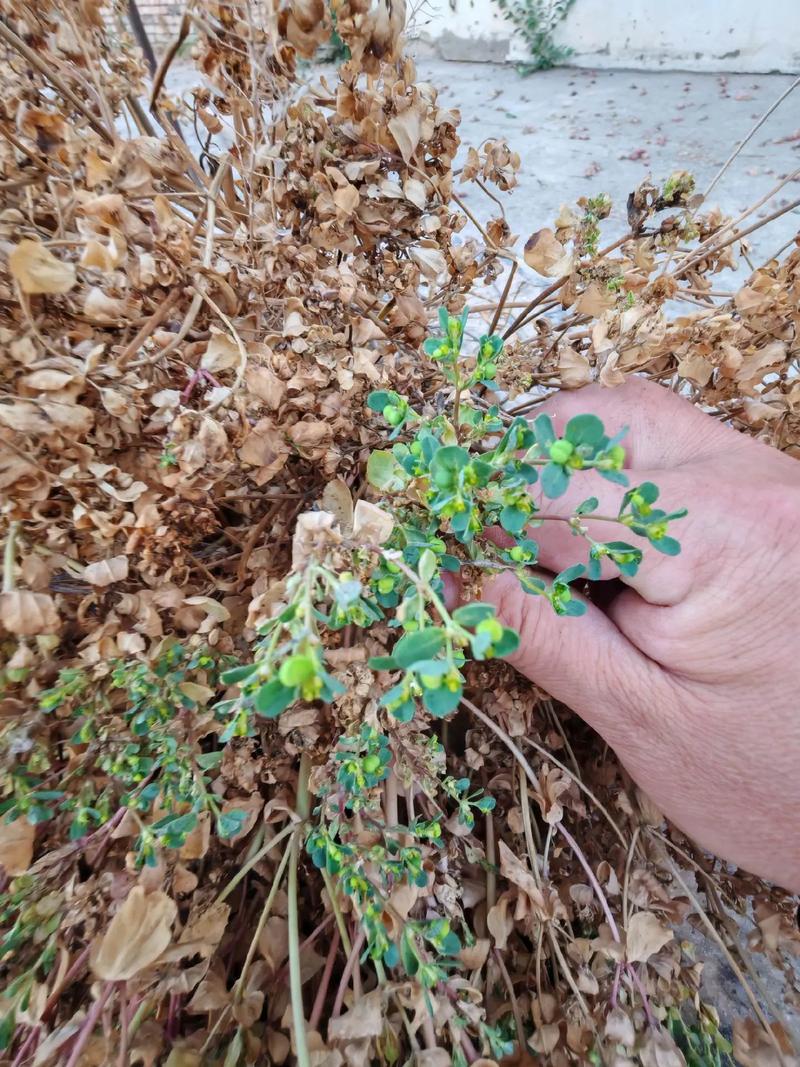 泽漆的功效与作用?泽漆的功效与作用图片?-第2张图片-优品飞百科 泽漆的功效与作用?泽漆的功效与作用图片?-第2张图片-优品飞百科