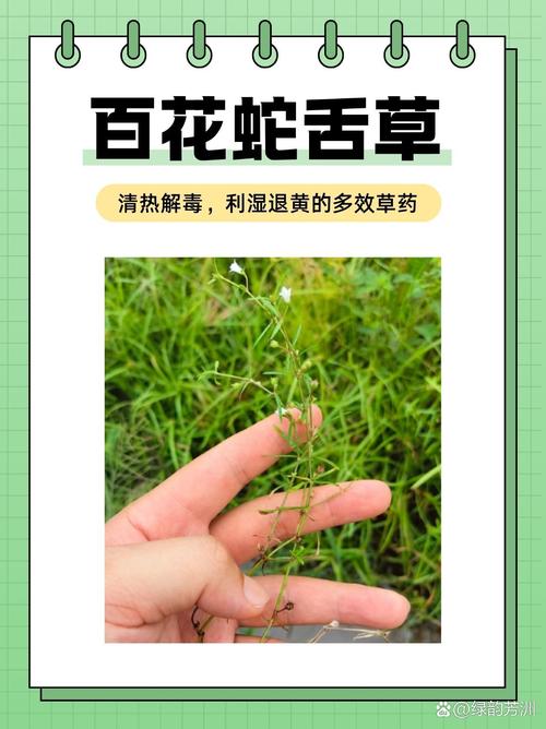 泽漆的功效与作用?泽漆的功效与作用图片?-第3张图片-优品飞百科 泽漆的功效与作用?泽漆的功效与作用图片?-第3张图片-优品飞百科