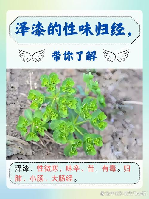 泽漆的功效与作用?泽漆的功效与作用图片?-第4张图片-优品飞百科 泽漆的功效与作用?泽漆的功效与作用图片?-第4张图片-优品飞百科