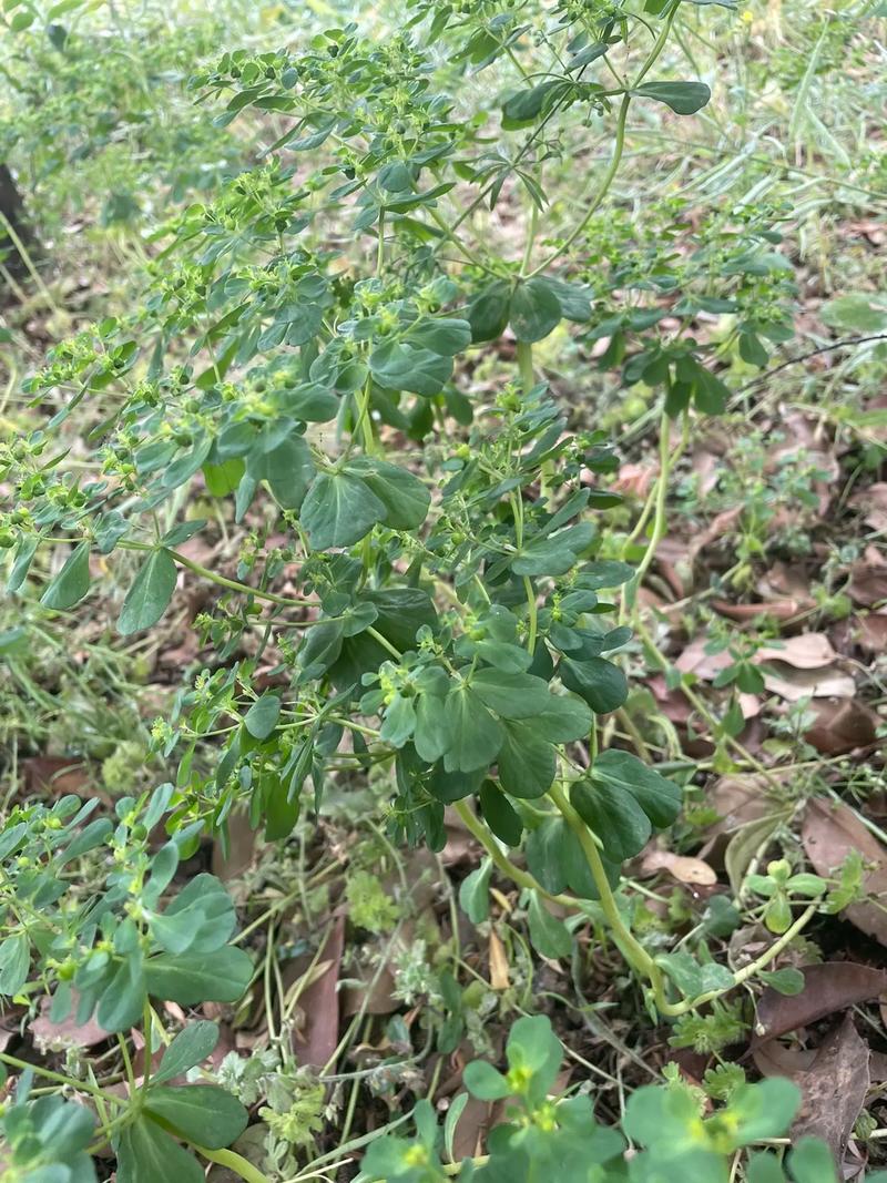 泽漆的功效与作用?泽漆的功效与作用图片?-第6张图片-优品飞百科 泽漆的功效与作用?泽漆的功效与作用图片?-第6张图片-优品飞百科