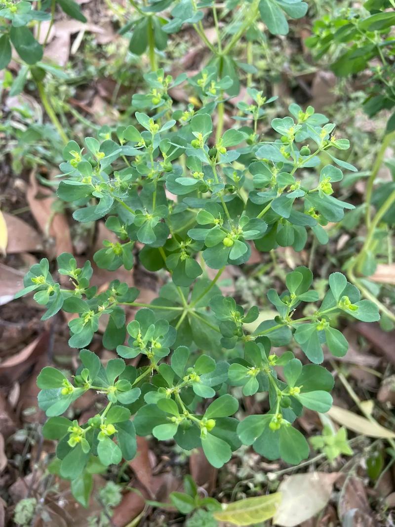 泽漆的功效与作用?泽漆的功效与作用图片?-第7张图片-优品飞百科 泽漆的功效与作用?泽漆的功效与作用图片?-第7张图片-优品飞百科