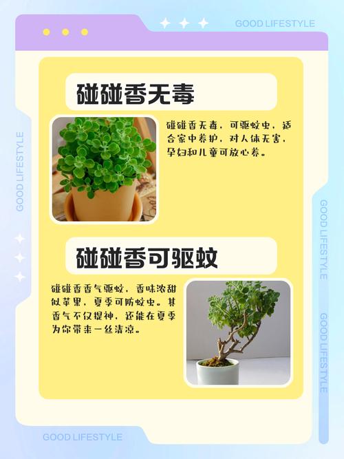 碰碰香能在卧室放吗，碰碰香适合卧室养吗？