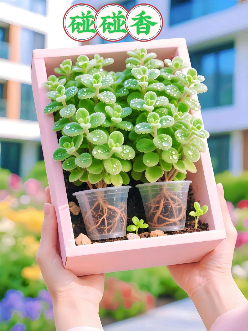 碰碰香能在卧室放吗,碰碰香适合卧室养吗?-第2张图片-优品飞百科 碰碰香能在卧室放吗,碰碰香适合卧室养吗?-第2张图片-优品飞百科