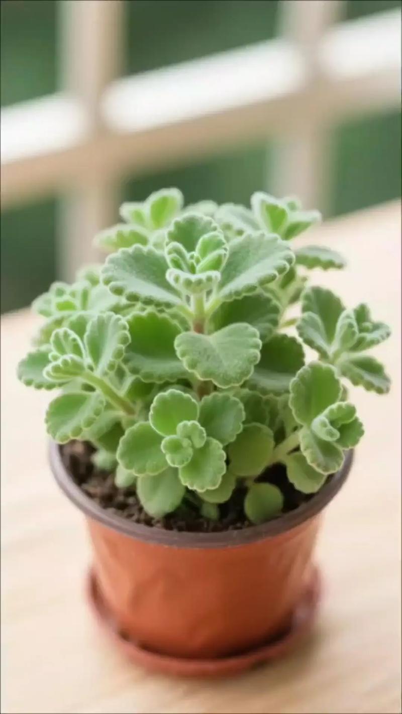 碰碰香能在卧室放吗,碰碰香适合卧室养吗?-第3张图片-优品飞百科 碰碰香能在卧室放吗,碰碰香适合卧室养吗?-第3张图片-优品飞百科