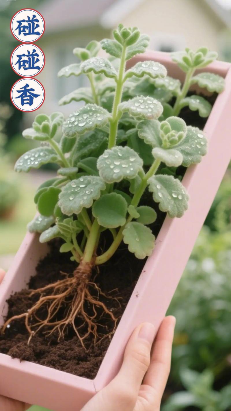 碰碰香能在卧室放吗,碰碰香适合卧室养吗?-第4张图片-优品飞百科 碰碰香能在卧室放吗,碰碰香适合卧室养吗?-第4张图片-优品飞百科