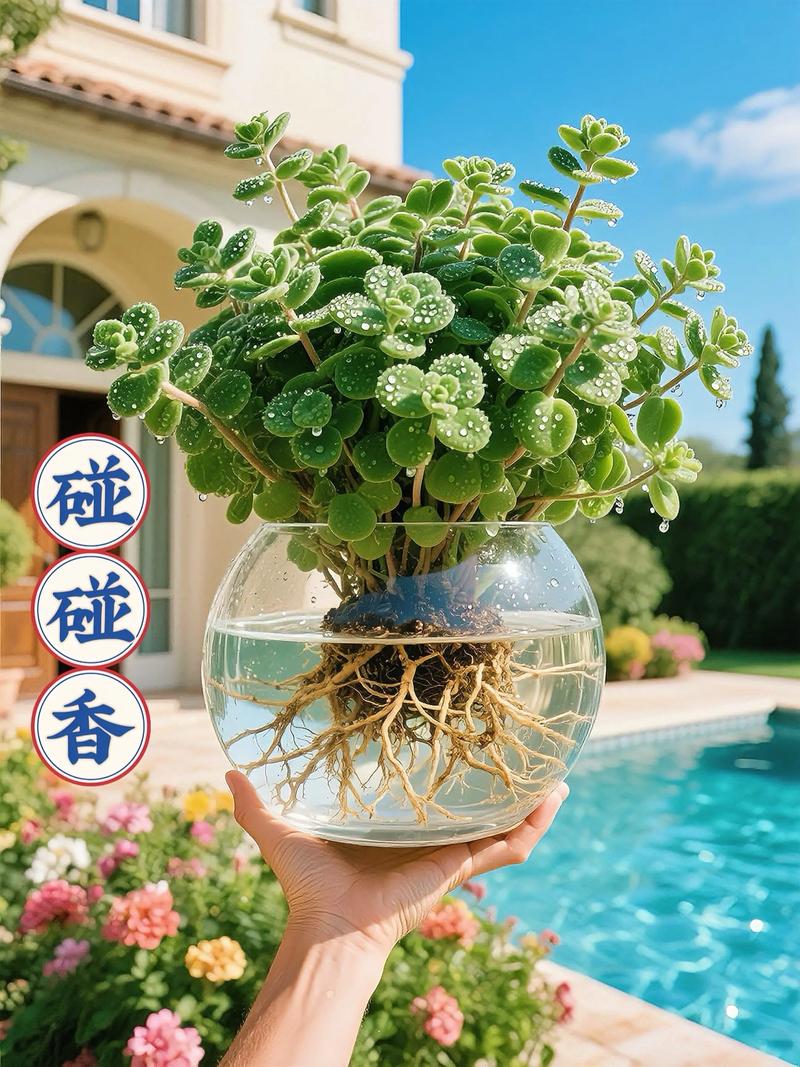 碰碰香能在卧室放吗,碰碰香适合卧室养吗?-第5张图片-优品飞百科 碰碰香能在卧室放吗,碰碰香适合卧室养吗?-第5张图片-优品飞百科