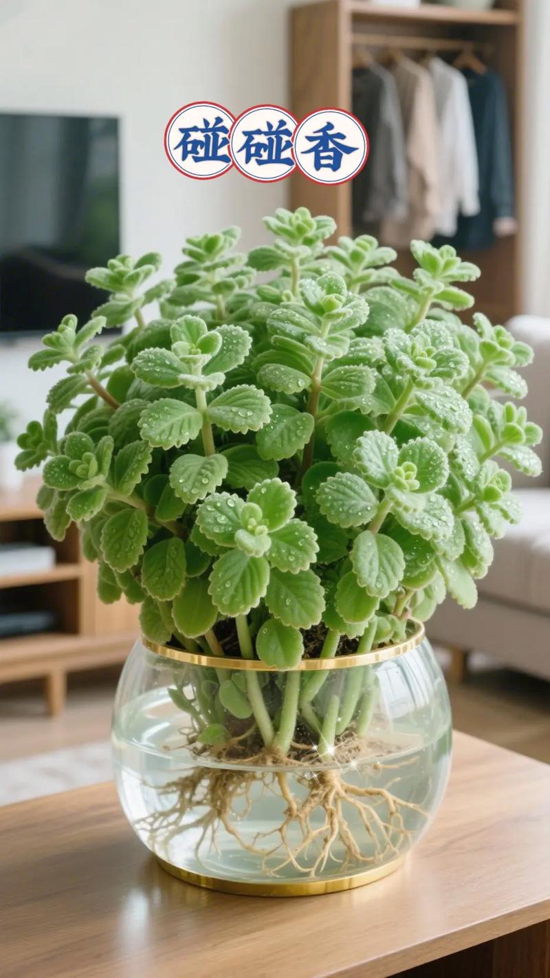 碰碰香能在卧室放吗,碰碰香适合卧室养吗?-第6张图片-优品飞百科 碰碰香能在卧室放吗,碰碰香适合卧室养吗?-第6张图片-优品飞百科