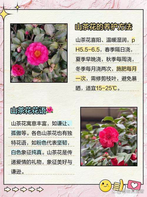 茶花是什么样子的，茶花的特点，茶花是什么样子的?