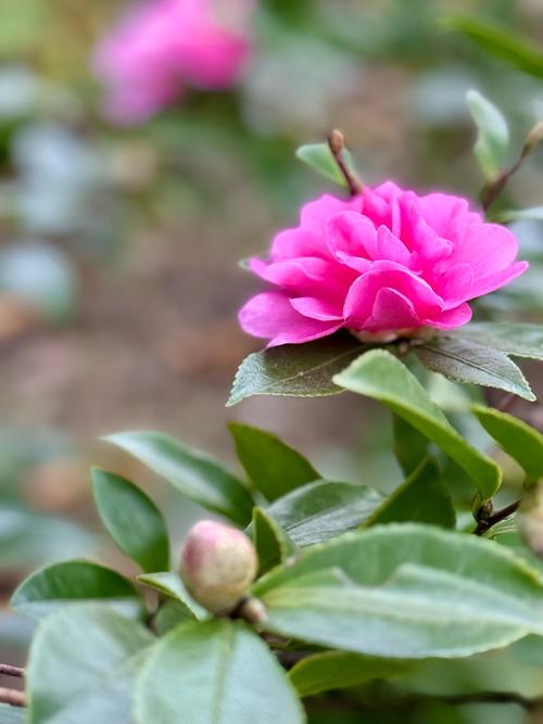 茶花是什么样子的，茶花的特点，茶花是什么样子的?-第2张图片-优品飞百科