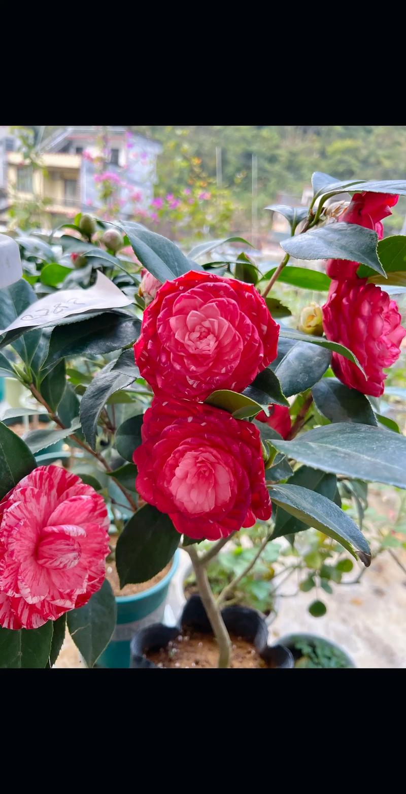 茶花是什么样子的，茶花的特点，茶花是什么样子的?-第3张图片-优品飞百科