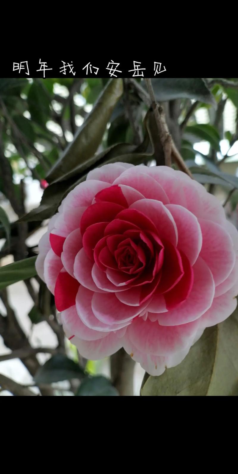 茶花是什么样子的，茶花的特点，茶花是什么样子的?-第4张图片-优品飞百科