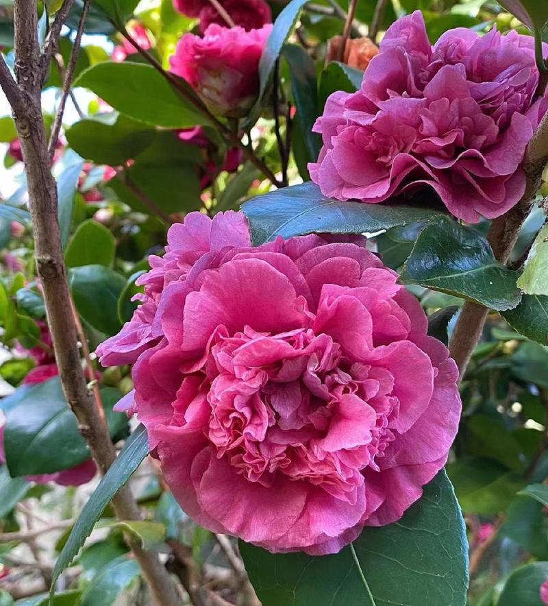 茶花是什么样子的，茶花的特点，茶花是什么样子的?-第5张图片-优品飞百科