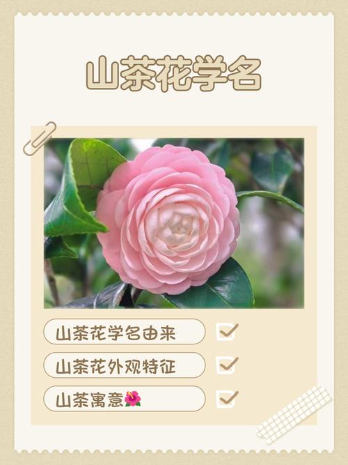 茶花是什么样子的，茶花的特点，茶花是什么样子的?-第6张图片-优品飞百科