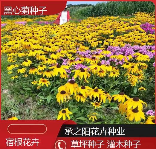 黑心菊的作用？黑心菊的作用与用途？