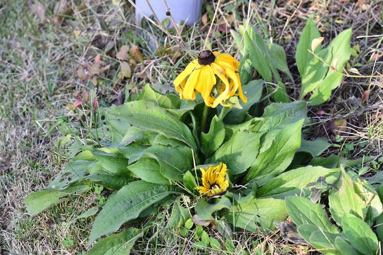 黑心菊的作用？黑心菊的作用与用途？-第2张图片-优品飞百科