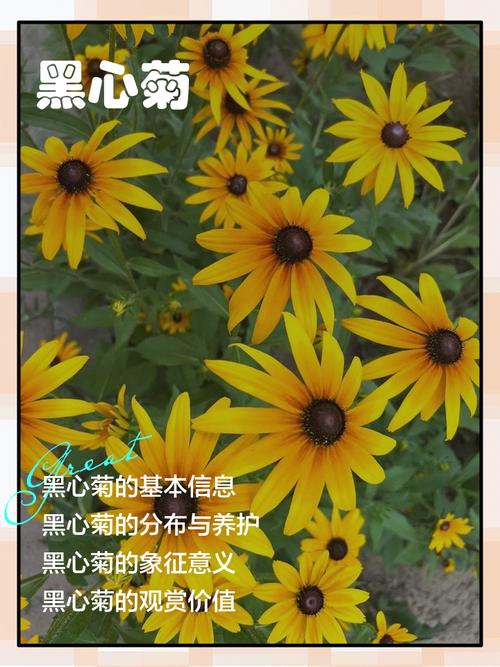 黑心菊的作用？黑心菊的作用与用途？-第4张图片-优品飞百科