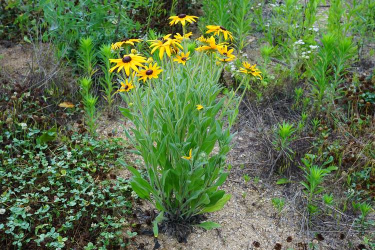 黑心菊的作用？黑心菊的作用与用途？-第5张图片-优品飞百科