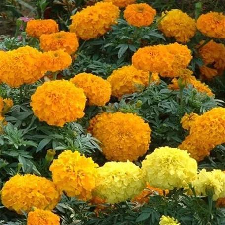 黑心菊的作用？黑心菊的作用与用途？-第6张图片-优品飞百科