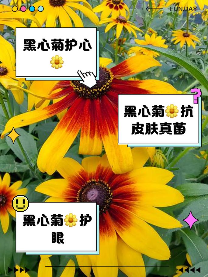 黑心菊的作用？黑心菊的作用与用途？-第7张图片-优品飞百科