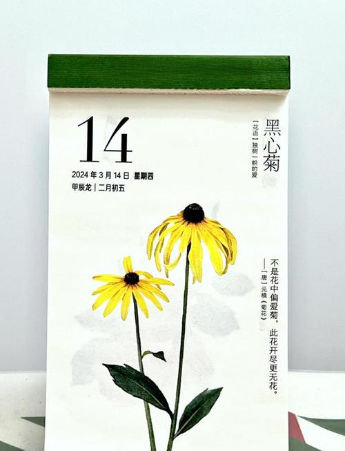 黑心菊的作用？黑心菊的作用与用途？-第8张图片-优品飞百科