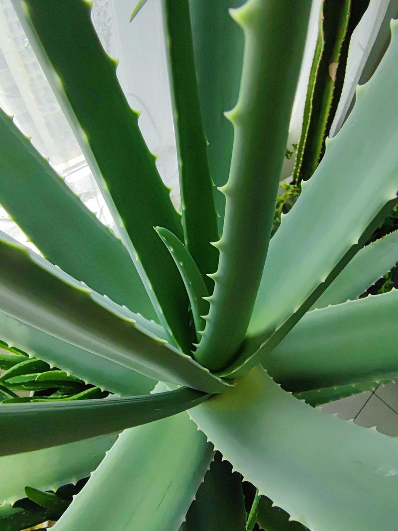 芦荟的风水作用，芦荟的风水作用禁忌-第2张图片-优品飞百科
