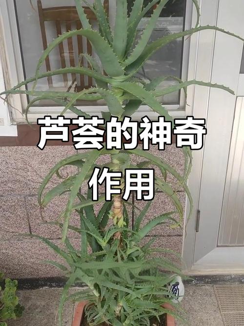 芦荟的风水作用，芦荟的风水作用禁忌-第3张图片-优品飞百科