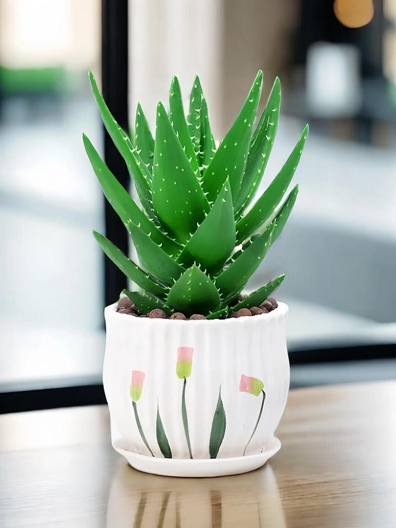 芦荟的风水作用，芦荟的风水作用禁忌-第4张图片-优品飞百科