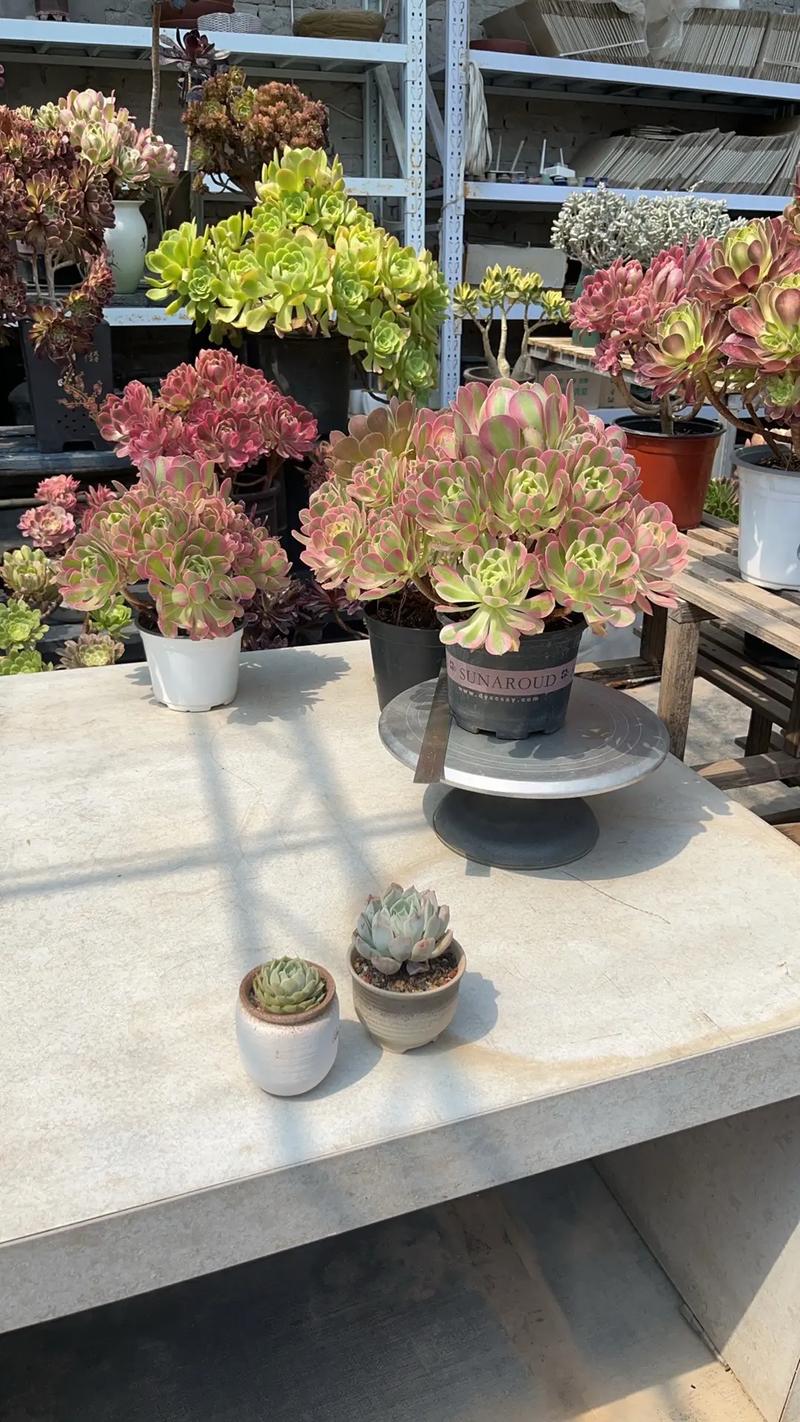 新手从花卉市场买的花如何养活，花市买回的花如何处理