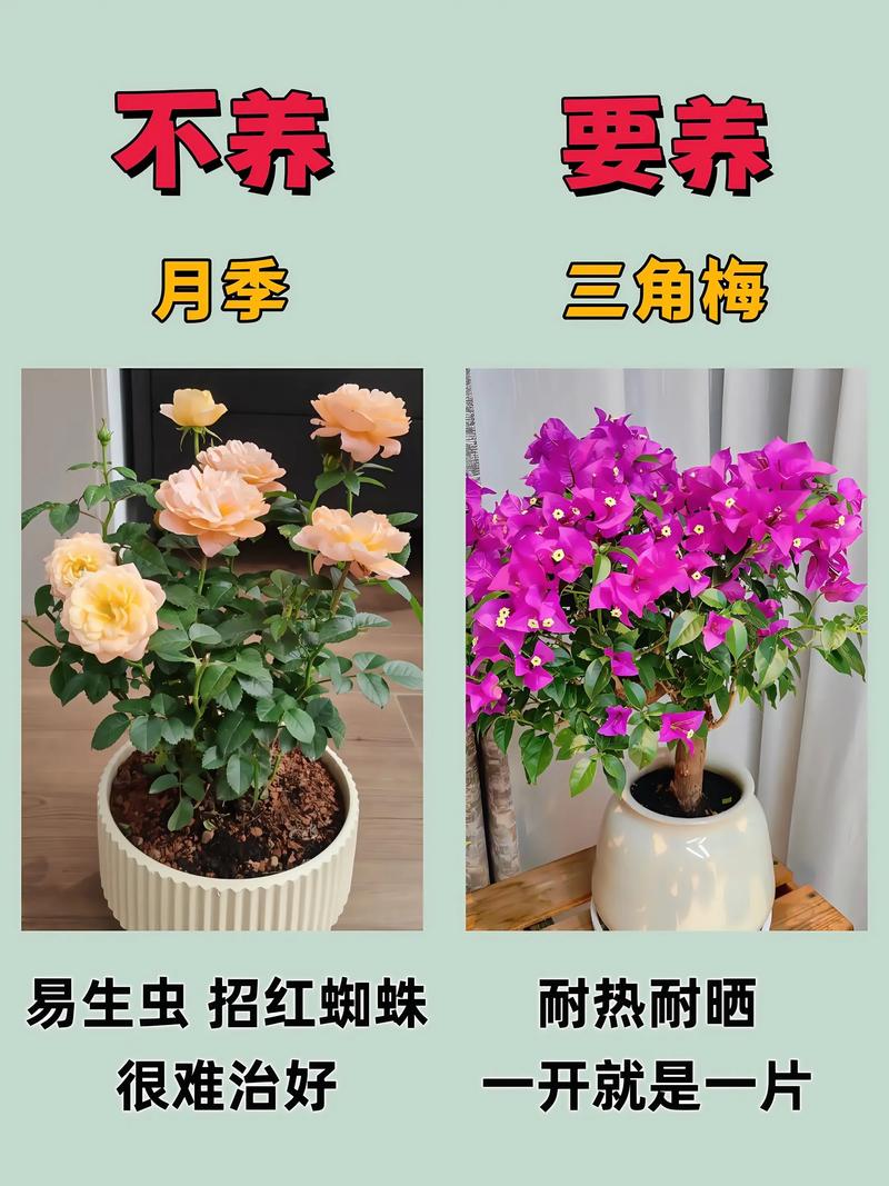 新手从花卉市场买的花如何养活,花市买回的花如何处理-第2张图片-优品飞百科 新手从花卉市场买的花如何养活,花市买回的花如何处理-第2张图片-优品飞百科