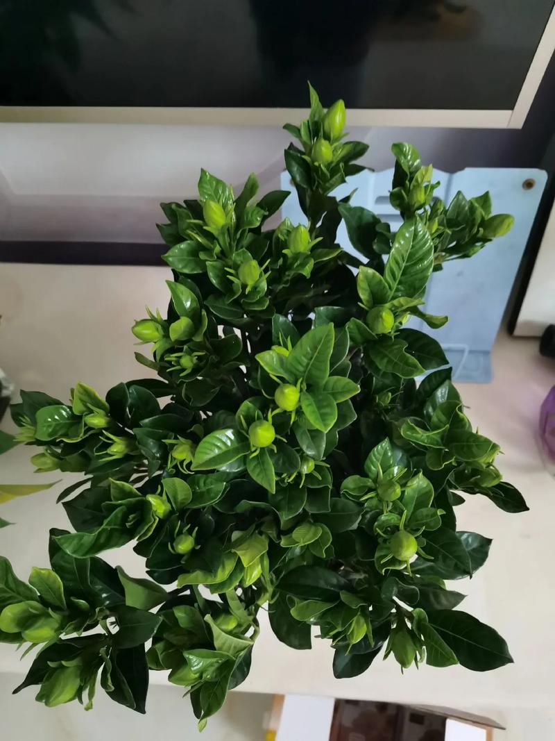 新手从花卉市场买的花如何养活,花市买回的花如何处理-第3张图片-优品飞百科 新手从花卉市场买的花如何养活,花市买回的花如何处理-第3张图片-优品飞百科