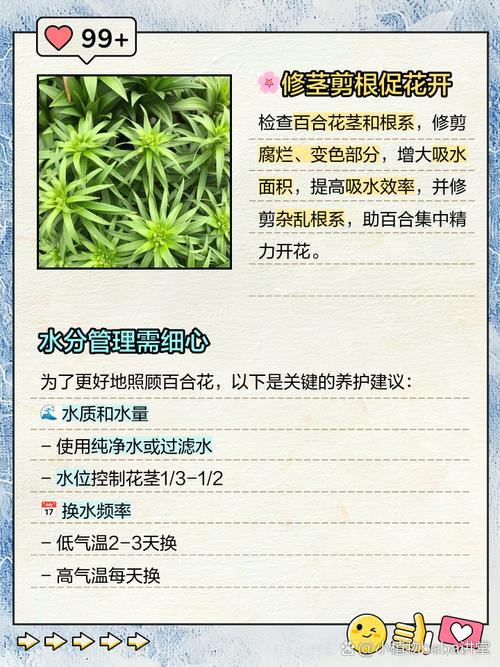 新手从花卉市场买的花如何养活,花市买回的花如何处理-第5张图片-优品飞百科 新手从花卉市场买的花如何养活,花市买回的花如何处理-第5张图片-优品飞百科