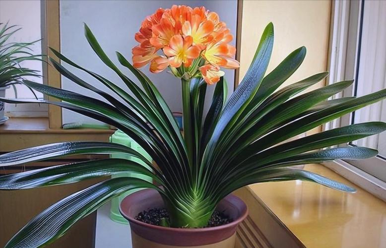 君子兰是酸性还是碱性，冬季的养殖方法和注意事项，君子兰是酸性还是碱性植物？-第1张图片-优品飞百科