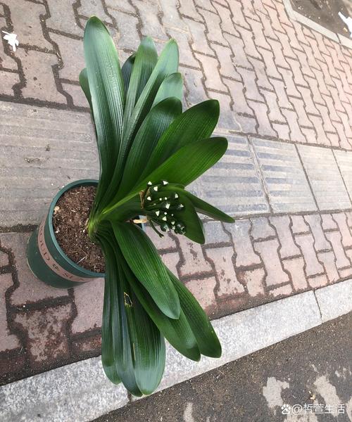 君子兰是酸性还是碱性，冬季的养殖方法和注意事项，君子兰是酸性还是碱性植物？-第2张图片-优品飞百科