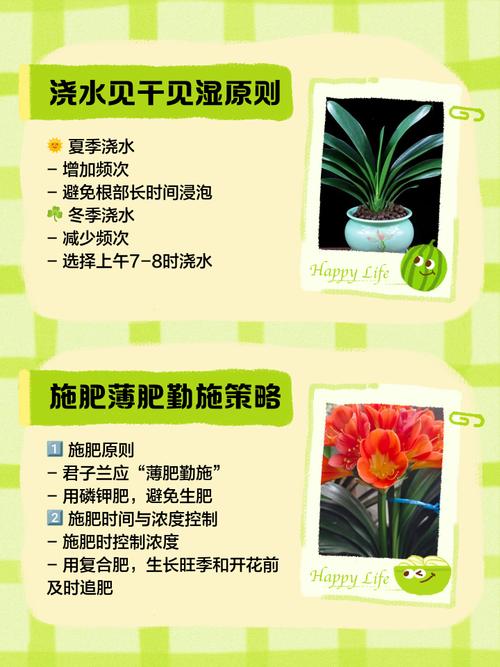 君子兰是酸性还是碱性，冬季的养殖方法和注意事项，君子兰是酸性还是碱性植物？-第4张图片-优品飞百科