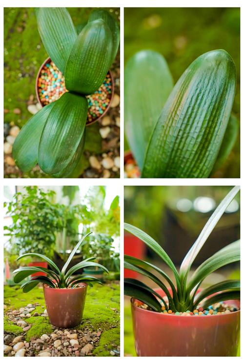 君子兰是酸性还是碱性，冬季的养殖方法和注意事项，君子兰是酸性还是碱性植物？-第5张图片-优品飞百科