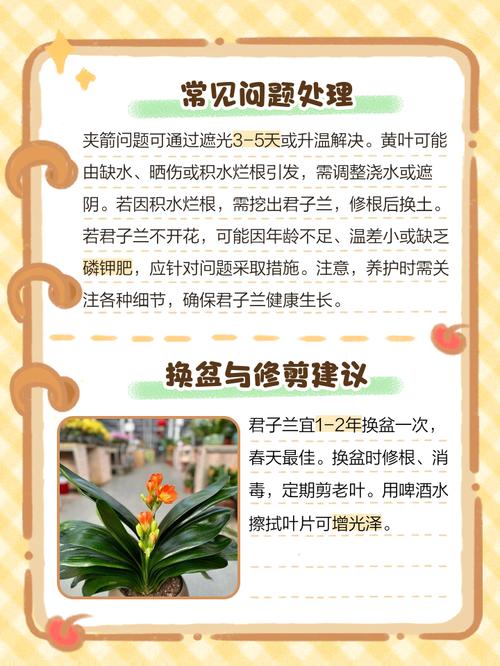 君子兰是酸性还是碱性，冬季的养殖方法和注意事项，君子兰是酸性还是碱性植物？-第7张图片-优品飞百科