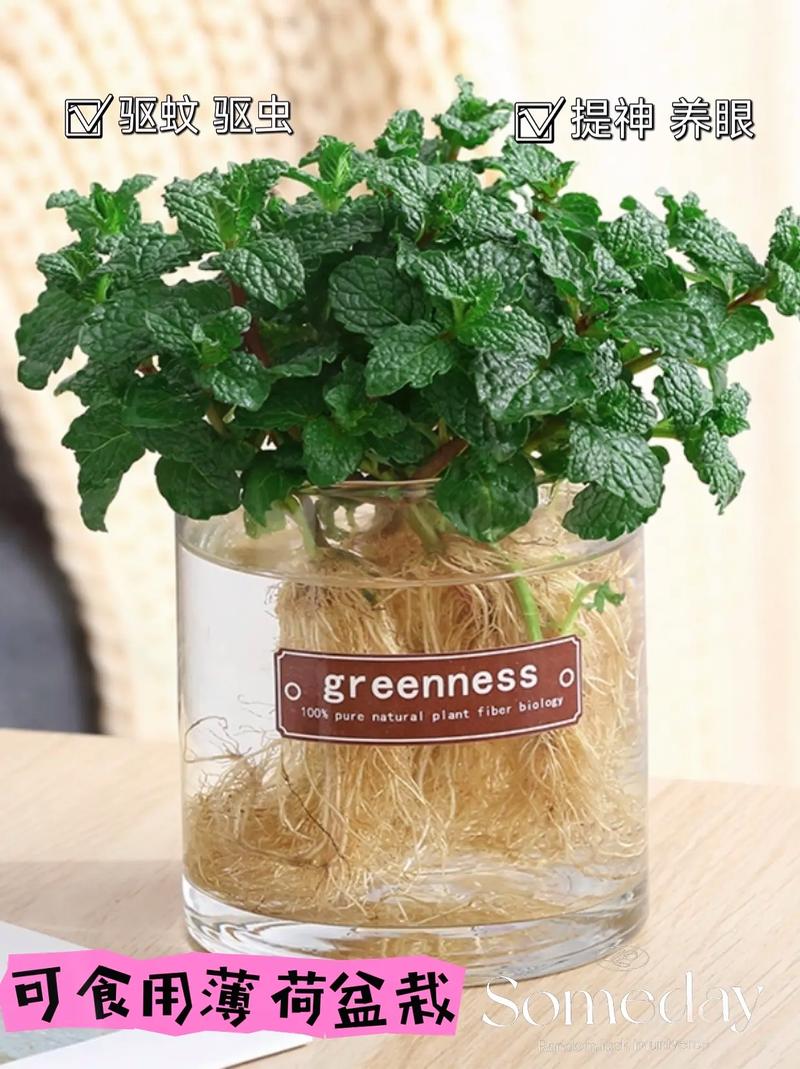 薄荷可以驱蚊吗？薄荷能驱蚊虫吗?？-第1张图片-优品飞百科