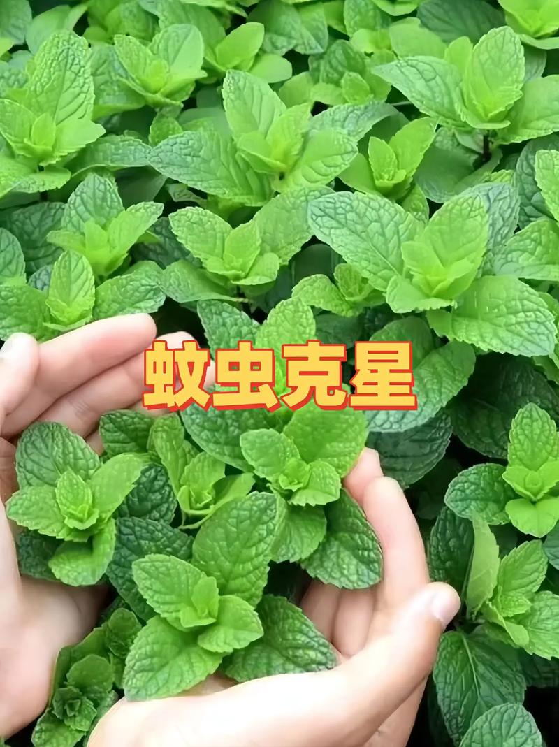 薄荷可以驱蚊吗？薄荷能驱蚊虫吗?？-第2张图片-优品飞百科